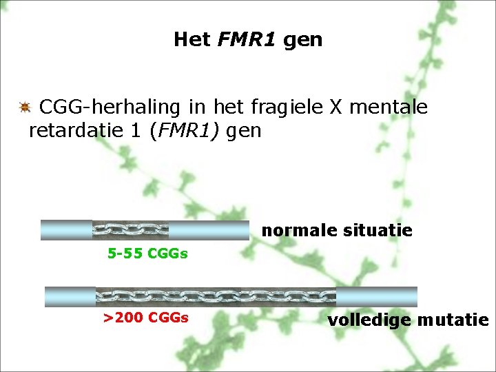 Het FMR 1 gen CGG-herhaling in het fragiele X mentale retardatie 1 (FMR 1)