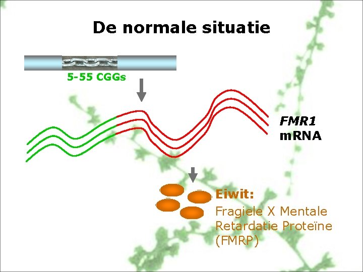 De normale situatie 5 -55 CGGs FMR 1 m. RNA Eiwit: Fragiele X Mentale