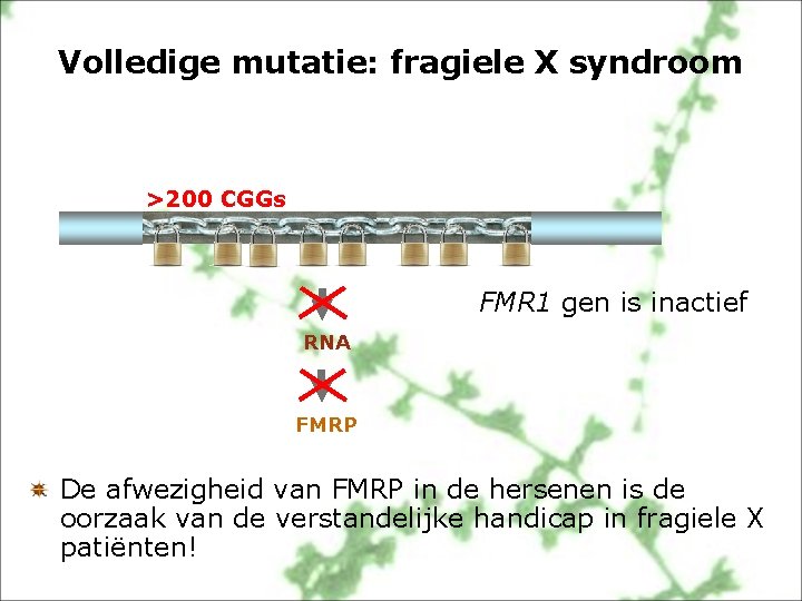 Volledige mutatie: fragiele X syndroom >200 CGGs FMR 1 gen is inactief RNA FMRP