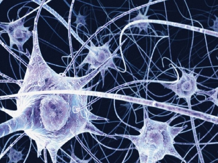 neuronen microglia astrocyten oligodendrocyten 