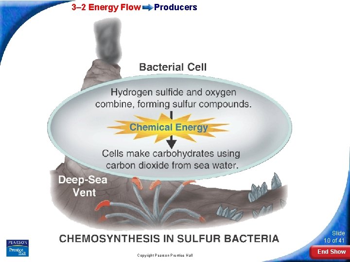 3– 2 Energy Flow Producers Slide 10 of 41 Copyright Pearson Prentice Hall End