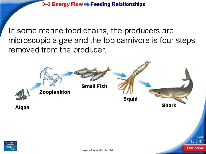 3– 2 Energy Flow Feeding Relationships In some marine food chains, the producers are