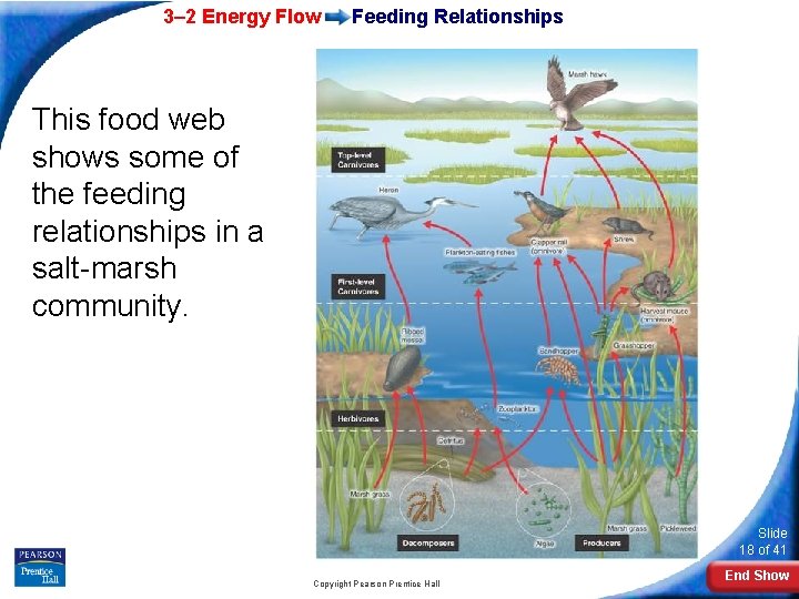 3– 2 Energy Flow Feeding Relationships This food web shows some of the feeding