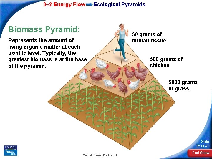 3– 2 Energy Flow Ecological Pyramids Biomass Pyramid: Represents the amount of living organic