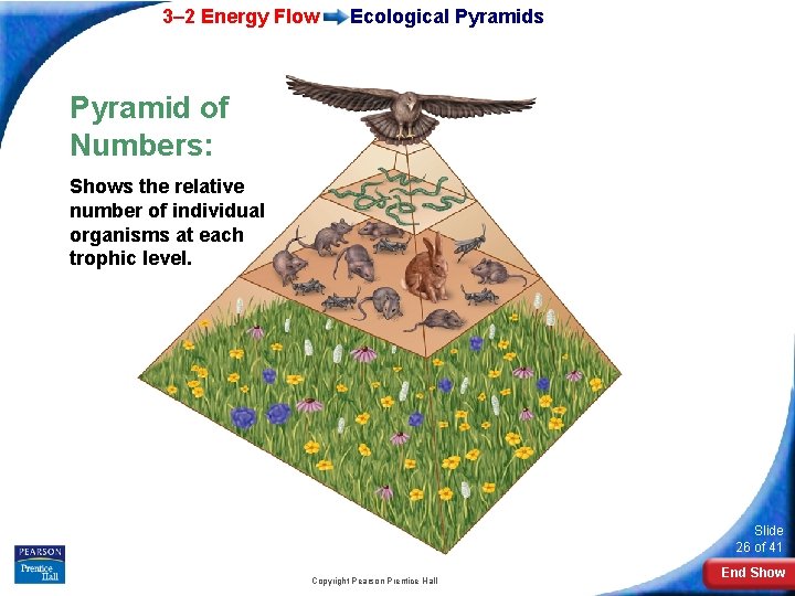 3– 2 Energy Flow Ecological Pyramids Pyramid of Numbers: Shows the relative number of