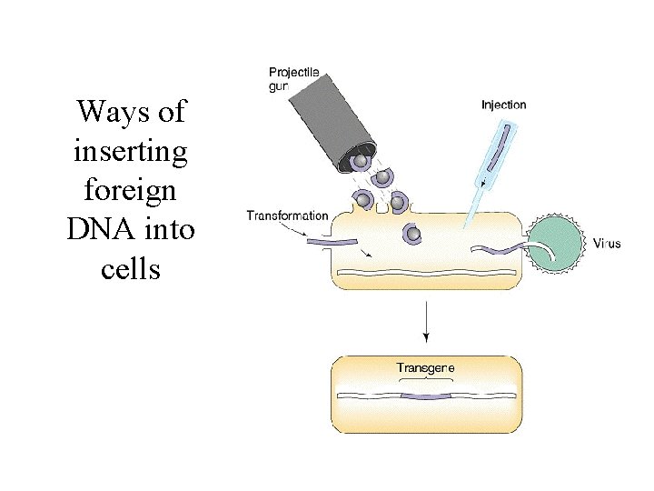 Ways of inserting foreign DNA into cells 