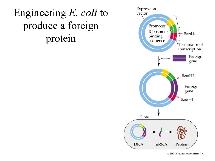Engineering E. coli to produce a foreign protein 