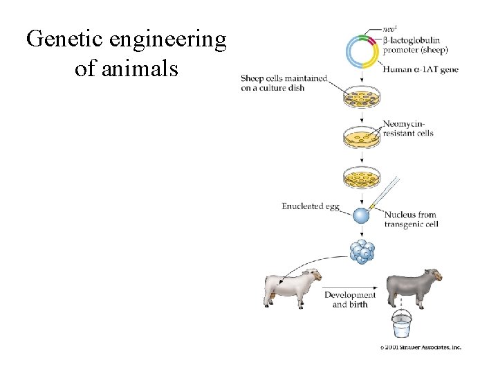 Genetic engineering of animals 