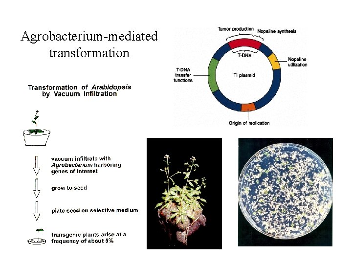 Agrobacterium-mediated transformation 