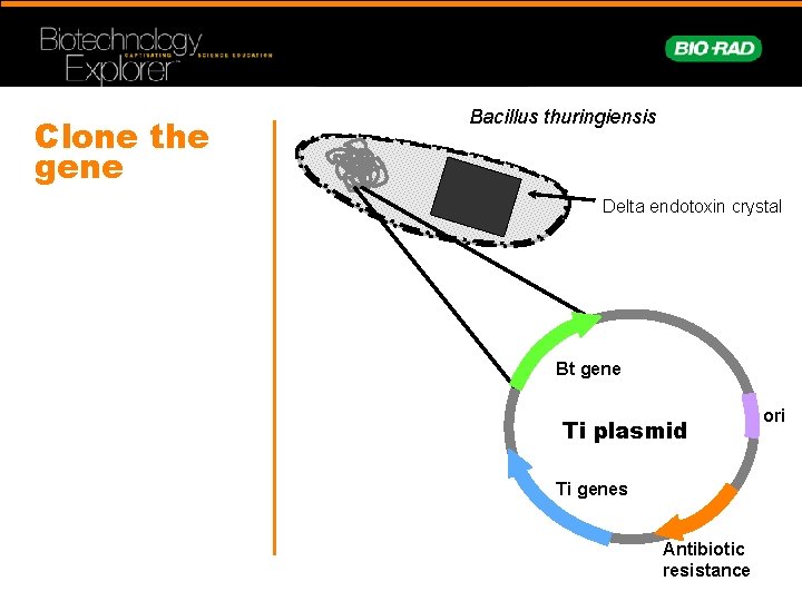 Clone the gene Bacillus thuringiensis Delta endotoxin crystal Bt gene Ti plasmid Ti genes