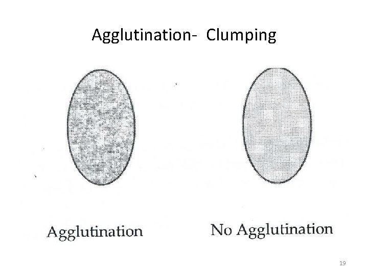 Agglutination- Clumping 19 