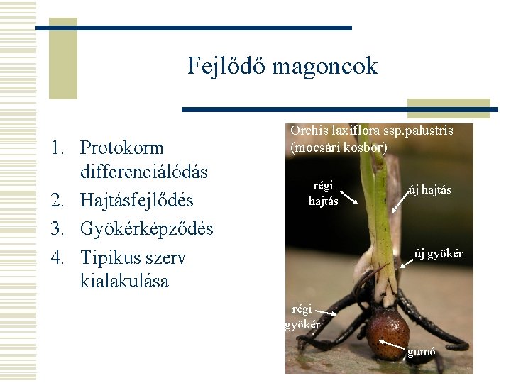 Fejlődő magoncok 1. Protokorm differenciálódás 2. Hajtásfejlődés 3. Gyökérképződés 4. Tipikus szerv kialakulása Orchis