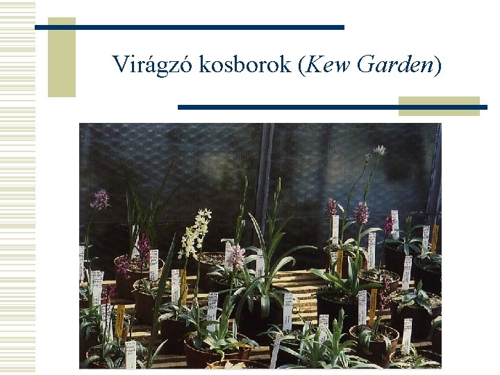 Virágzó kosborok (Kew Garden) 