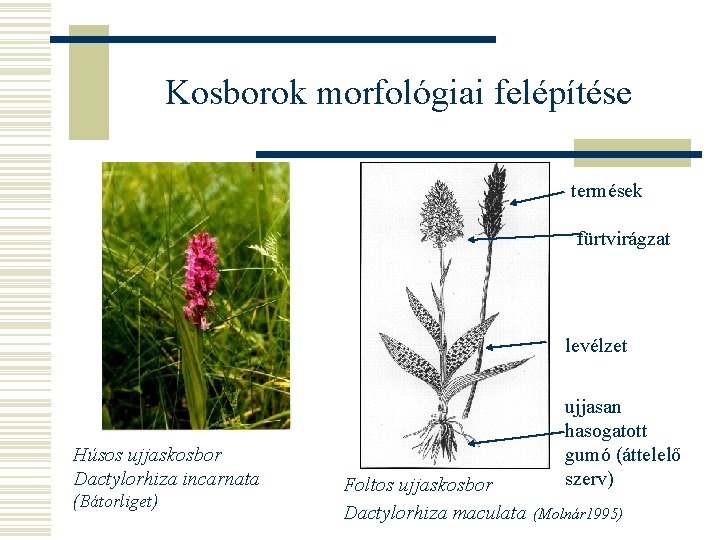 Kosborok morfológiai felépítése termések fürtvirágzat levélzet Húsos ujjaskosbor Dactylorhiza incarnata (Bátorliget) Foltos ujjaskosbor Dactylorhiza