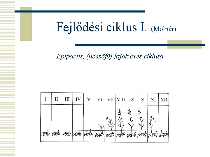 Fejlődési ciklus I. (Molnár) Epipactis, (nöszőfű) fajok éves ciklusa 