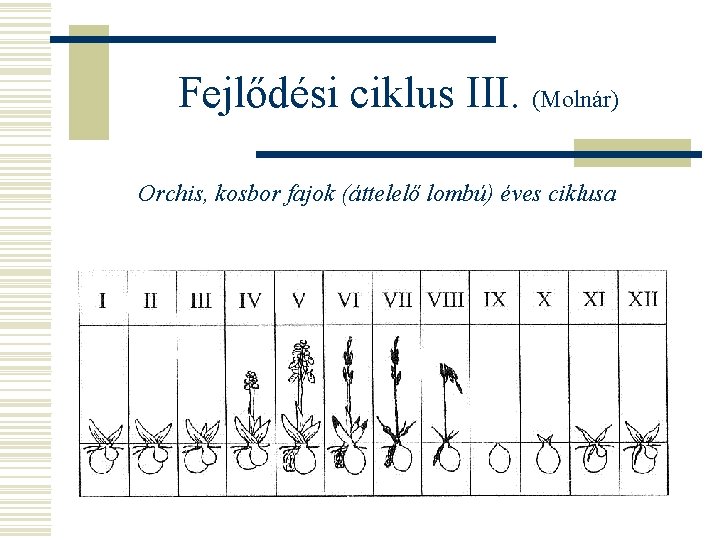 Fejlődési ciklus III. (Molnár) Orchis, kosbor fajok (áttelelő lombú) éves ciklusa 