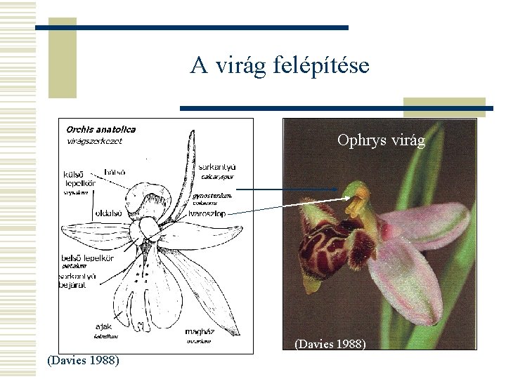 A virág felépítése Ophrys virág (Davies 1988) 