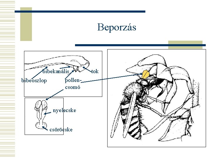 Beporzás bibekanális bibeoszlop pollencsomó nyelecske csöröcske tok 