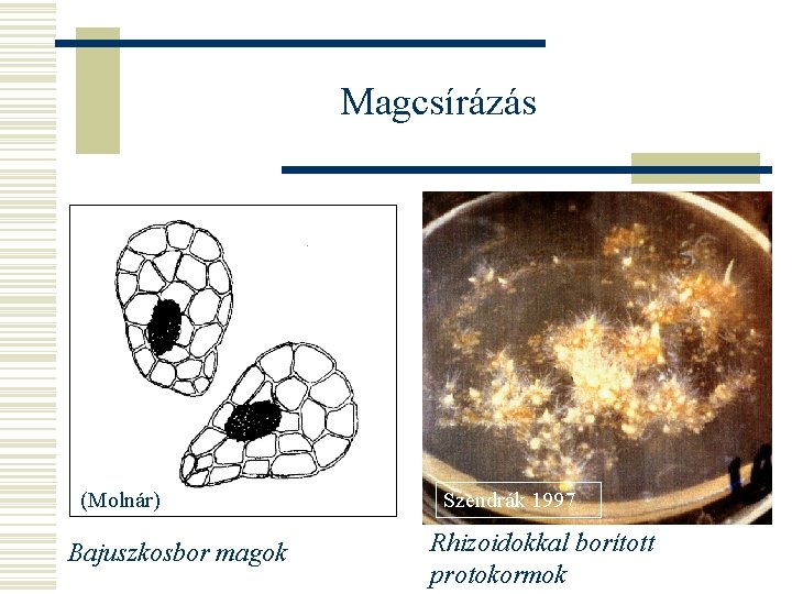 Magcsírázás (Molnár) Bajuszkosbor magok Szendrák 1997 Rhizoidokkal borított protokormok 