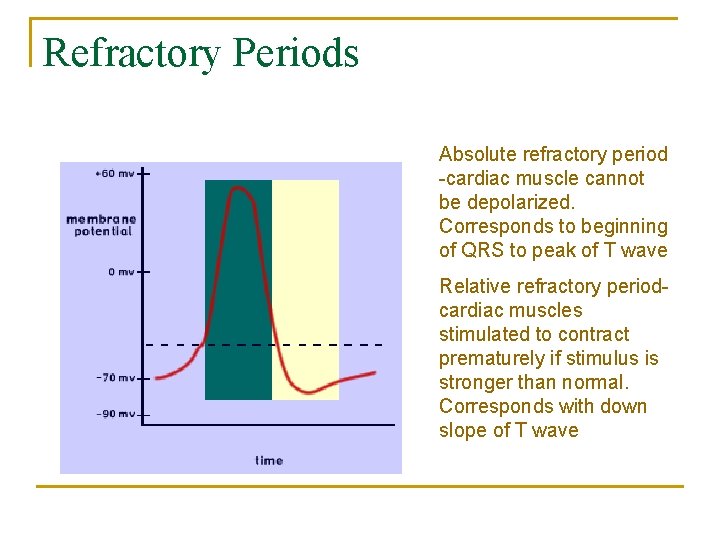 Refractory Periods Absolute refractory period -cardiac muscle cannot be depolarized. Corresponds to beginning of