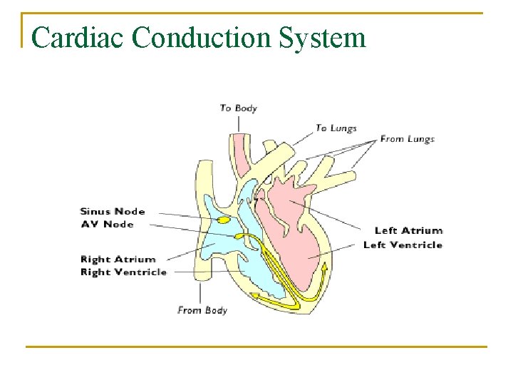 Cardiac Conduction System 