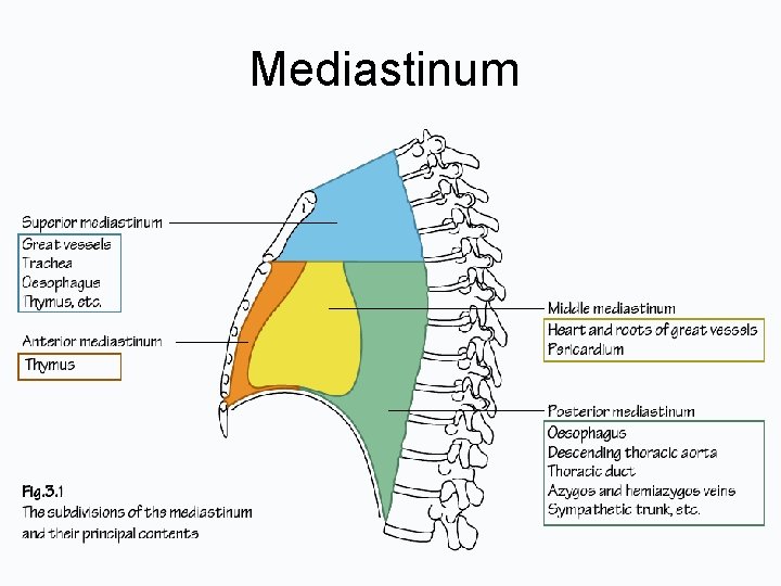 Mediastinum 