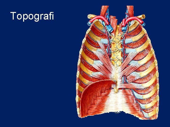 Topografi 