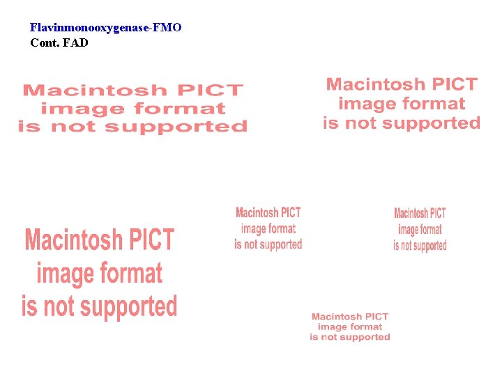 Flavinmonooxygenase-FMO Cont. FAD 