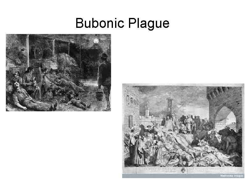 Bubonic Plague 