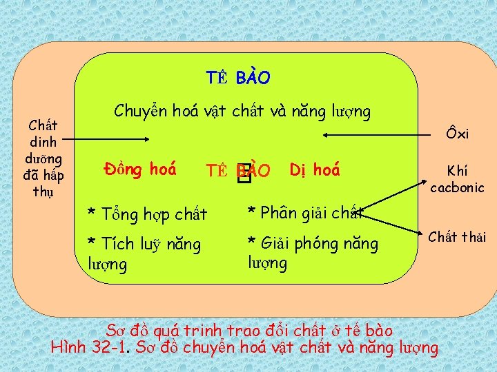 TẾ BÀO Chất dinh dưỡng đã hấp thụ Chuyển hoá vật chất và năng