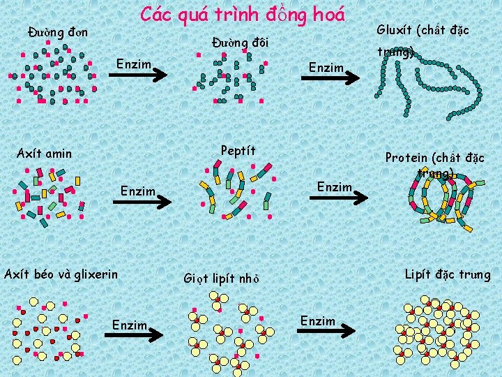 Các quá trình đồng hoá Đường đơn Đường đôi Enzim Peptít Axít amin Enzim