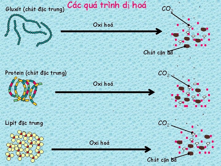 Gluxít (chất đặc trưng) Các quá trình dị hoá CO 2 Oxi hoá Chất