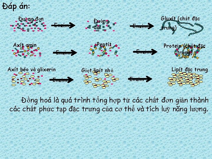 Đáp án: Đường đơn Enzim Đường đôi Gluxít (chất đặc Enzim Peptít Axít amin