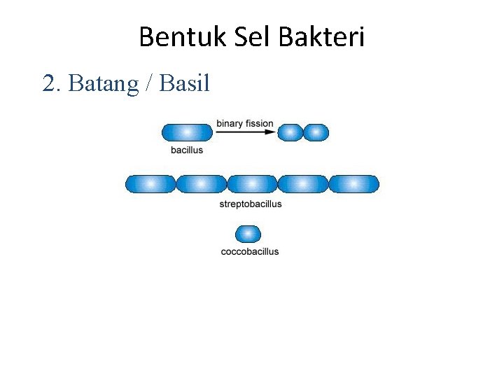 Bentuk Sel Bakteri 2. Batang / Basil 