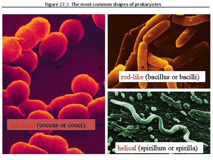 Figure 27. 3 The most common shapes of prokaryotes * * * rod-like (bacillus