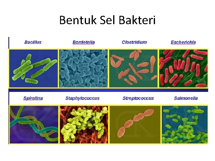 Bentuk Sel Bakteri 