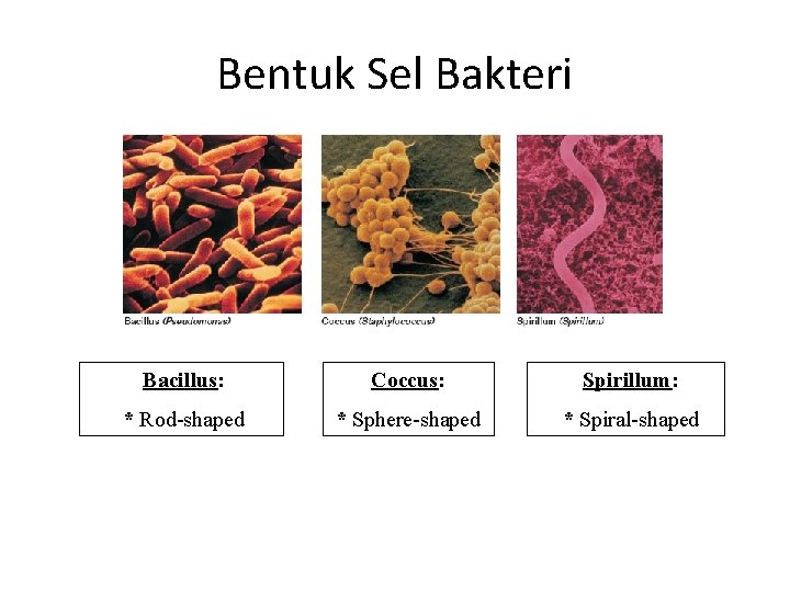 Bentuk Sel Bakteri Bacillus: Coccus: Spirillum: * Rod-shaped * Sphere-shaped * Spiral-shaped 