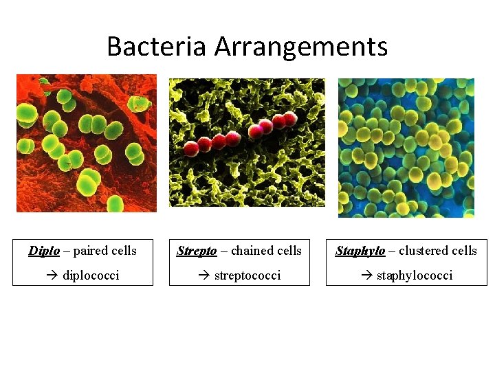 Bacteria Arrangements Diplo – paired cells Strepto – chained cells Staphylo – clustered cells