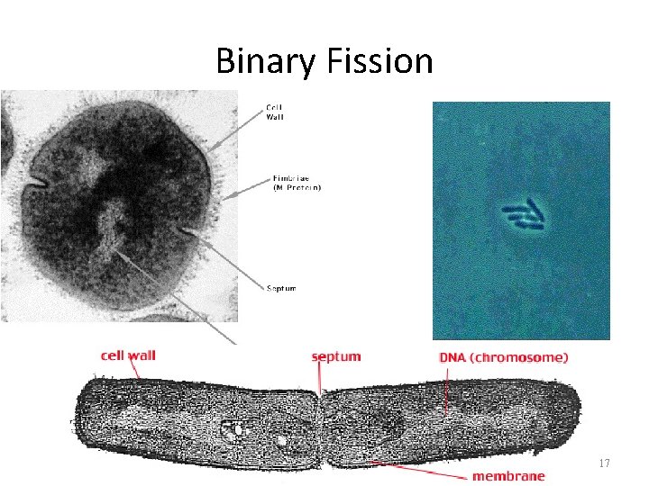 Binary Fission 17 