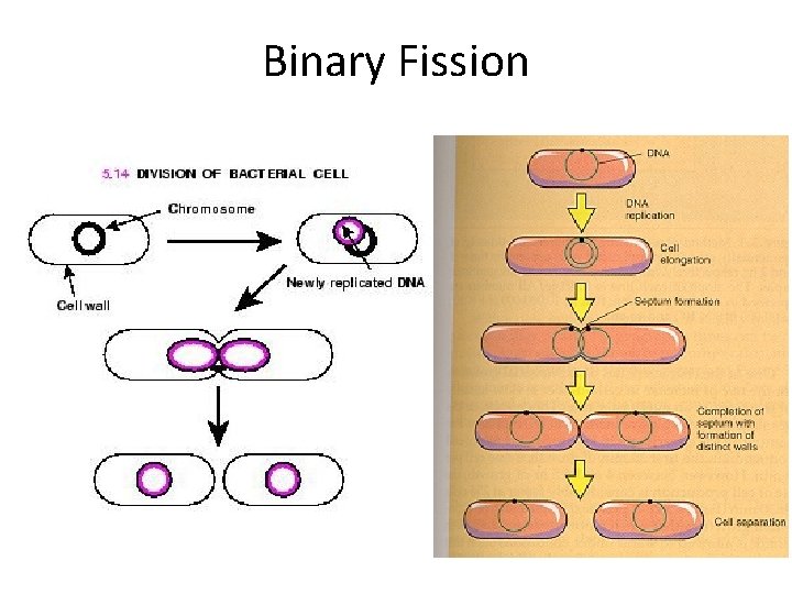 Binary Fission 