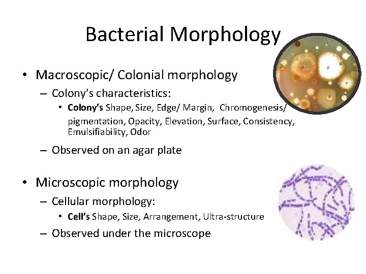 Bacterial Morphology • Macroscopic/ Colonial morphology – Colony’s characteristics: • Colony’s Shape, Size, Edge/