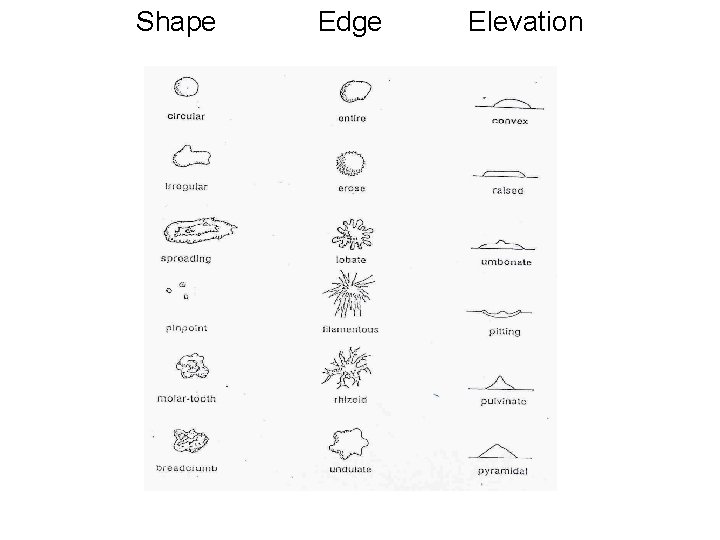 Shape Edge Elevation 