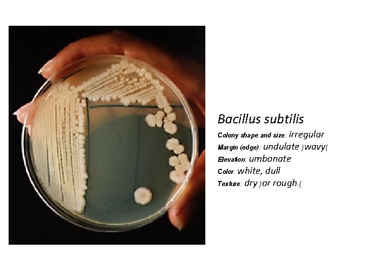 Bacillus subtilis Colony shape and size: irregular Margin (edge): undulate )wavy( Elevation: umbonate Color: