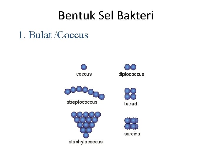 Bentuk Sel Bakteri 1. Bulat /Coccus 