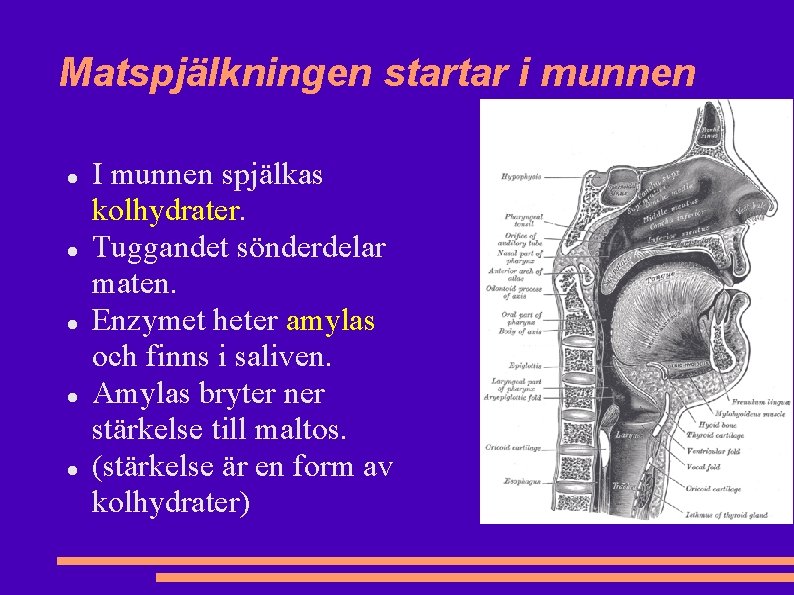 Matspjälkningen startar i munnen I munnen spjälkas kolhydrater. Tuggandet sönderdelar maten. Enzymet heter amylas Matspjälkningen startar i munnen I munnen spjälkas kolhydrater. Tuggandet sönderdelar maten. Enzymet heter amylas
