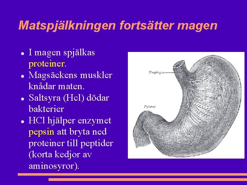 Matspjälkningen fortsätter magen I magen spjälkas proteiner. Magsäckens muskler knådar maten. Saltsyra (Hcl) dödar Matspjälkningen fortsätter magen I magen spjälkas proteiner. Magsäckens muskler knådar maten. Saltsyra (Hcl) dödar