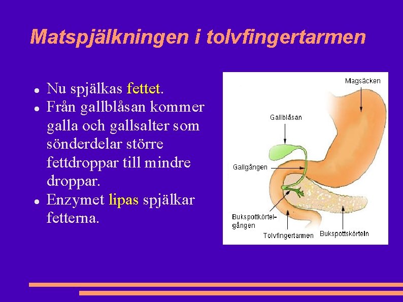 Matspjälkningen i tolvfingertarmen Nu spjälkas fettet. Från gallblåsan kommer galla och gallsalter som sönderdelar Matspjälkningen i tolvfingertarmen Nu spjälkas fettet. Från gallblåsan kommer galla och gallsalter som sönderdelar