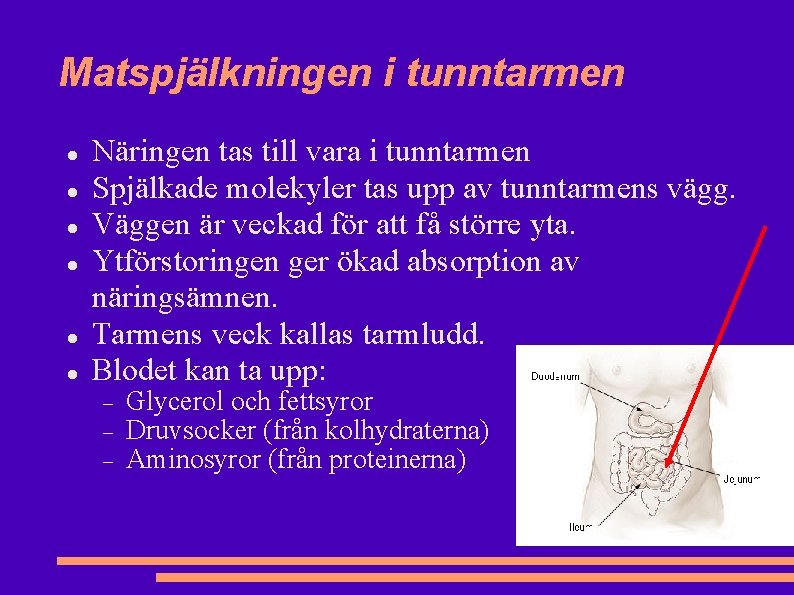 Matspjälkningen i tunntarmen Näringen tas till vara i tunntarmen Spjälkade molekyler tas upp av Matspjälkningen i tunntarmen Näringen tas till vara i tunntarmen Spjälkade molekyler tas upp av