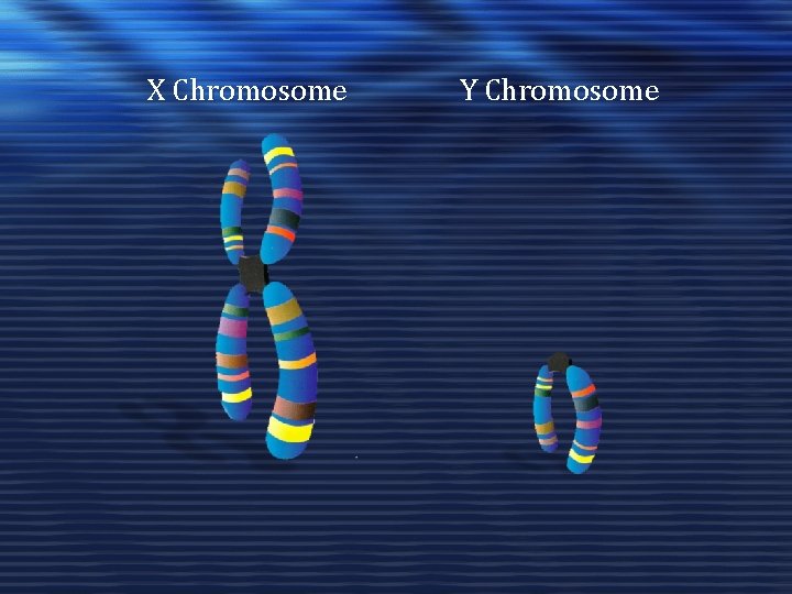 X Chromosome Y Chromosome 