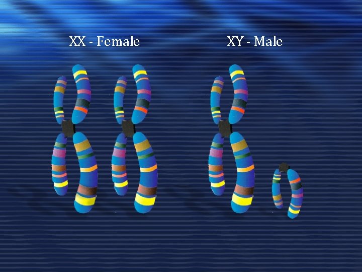 XX - Female XY - Male 